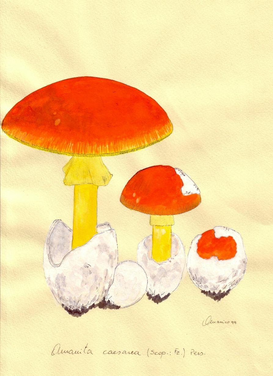 Amanita caesarea (Scop.: Fr.) Qulet